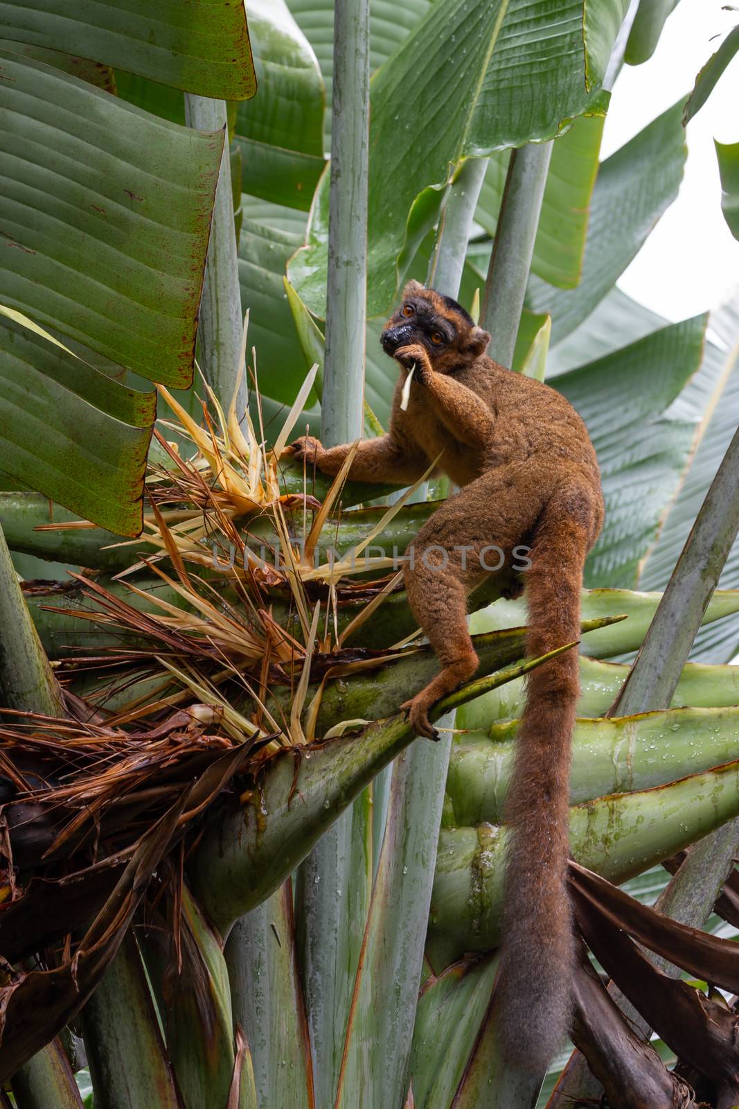 A red Vari Lemur on a banana plant by 25ehaag6