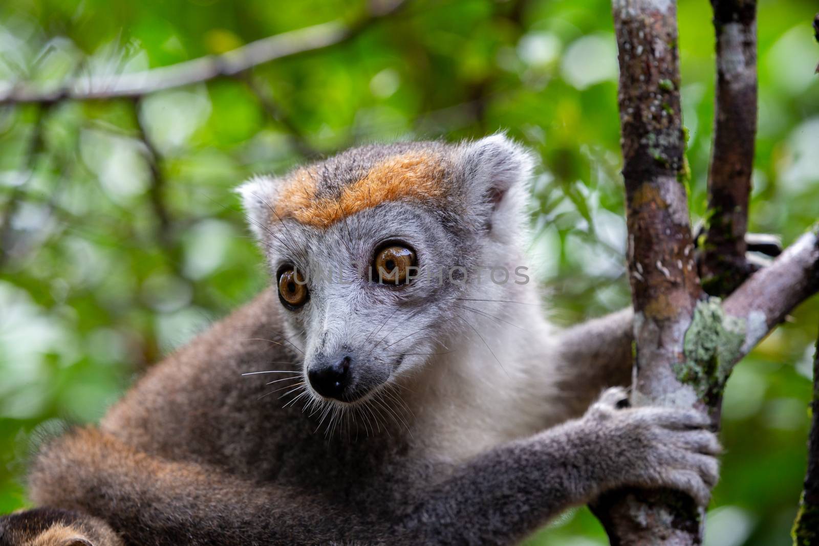 A crown lemur on a tree in the rainforest of Madagascar by 25ehaag6