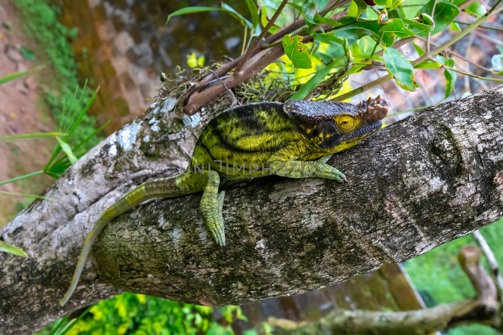 One chameleon moves along a branch in a rainforest in Madagascar