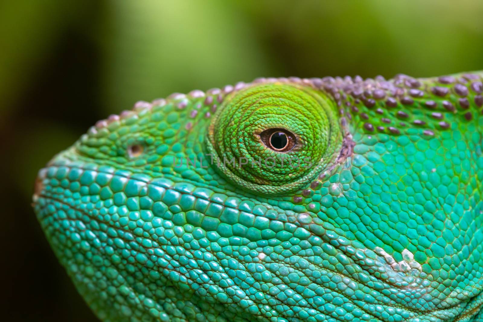 Close-up, macro shot of a green chameleon by 25ehaag6