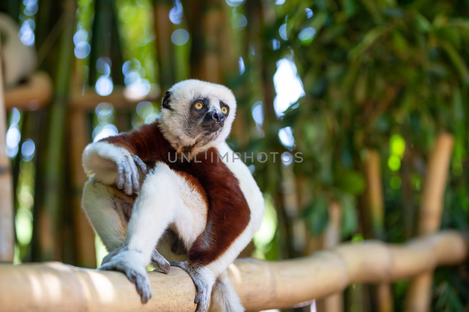 The Coquerel Sifaka in its natural environment in a national park on the island of Madagascar.