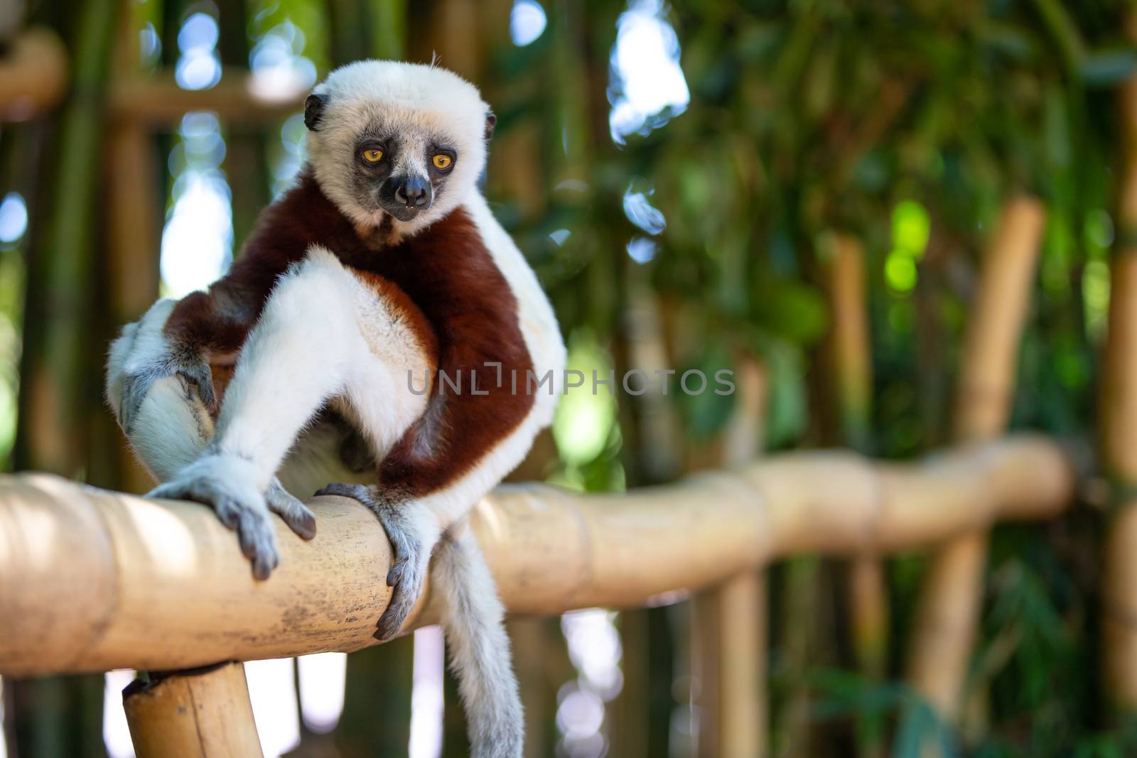 The Coquerel Sifaka in its natural environment in a national park on the island of Madagascar.