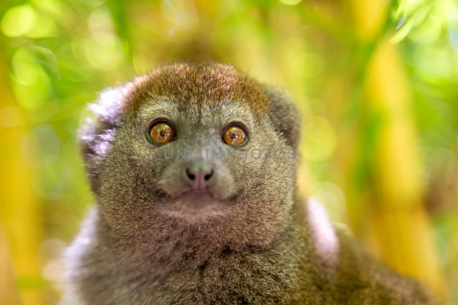A bamboo lemur sits on a branch and watches the visitors to the national park by 25ehaag6