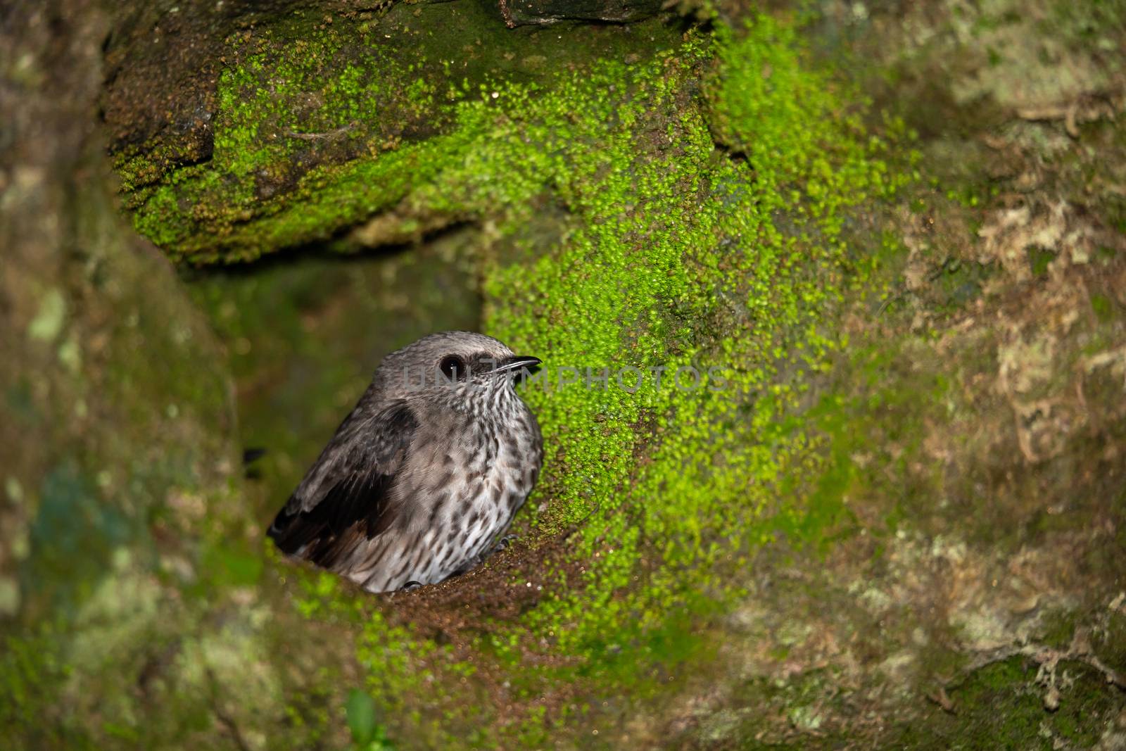 A small gray native bird in its nest by 25ehaag6