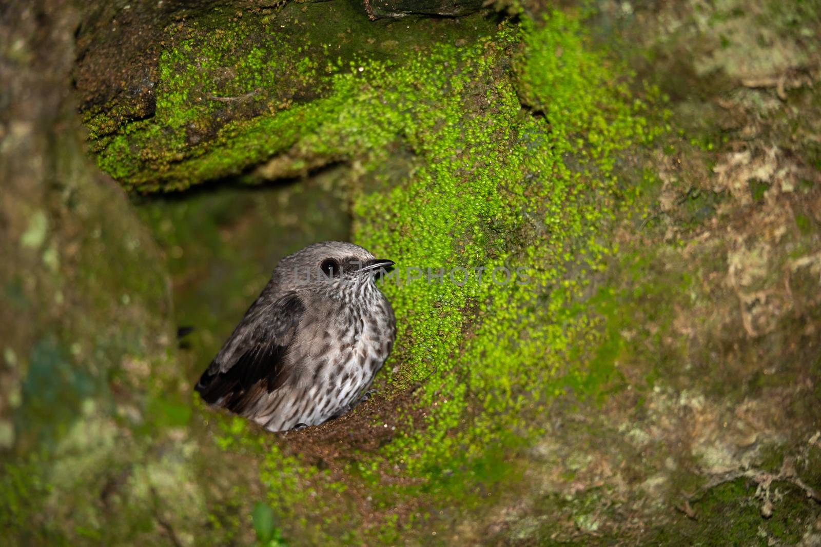 A small gray native bird in its nest.