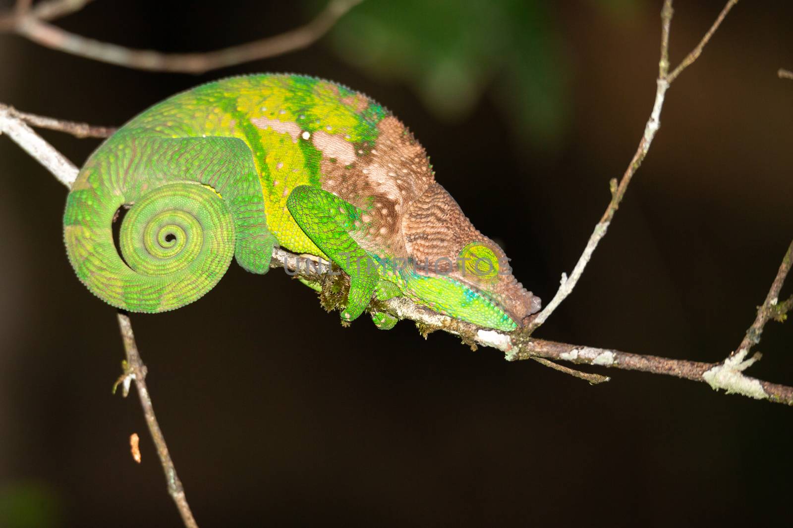 Colorful chameleon in a close-up in the rainforest in Madagascar.
