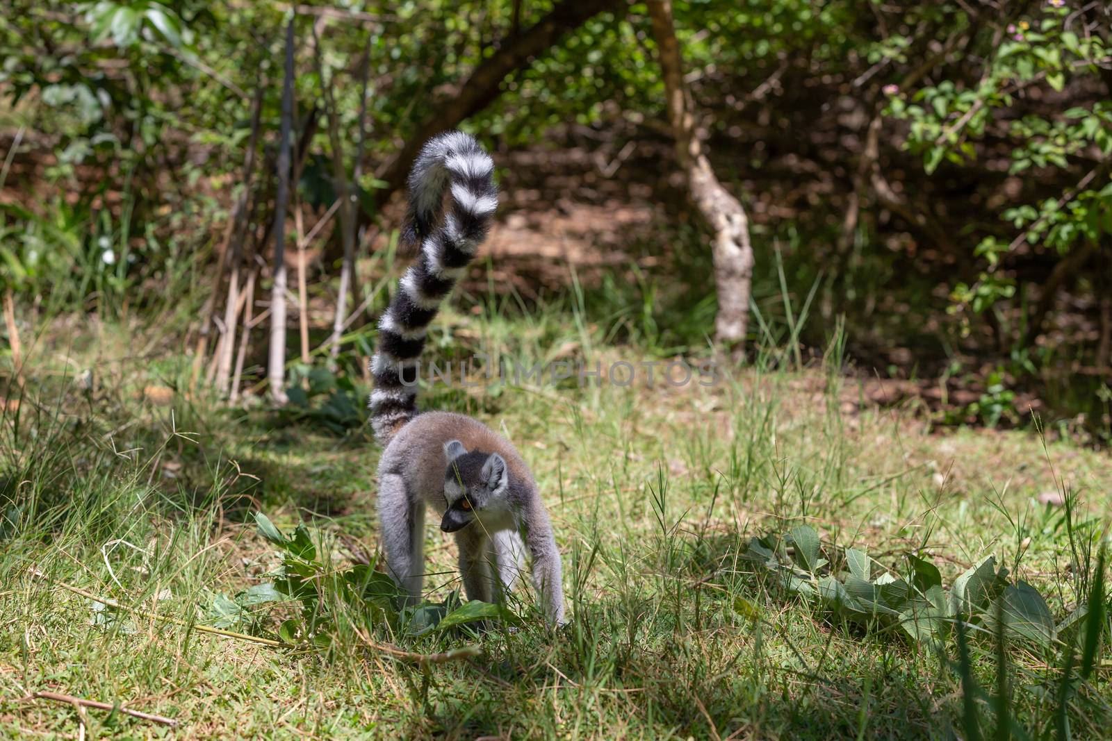 A funny ring-tailed lemur in its natural environment by 25ehaag6