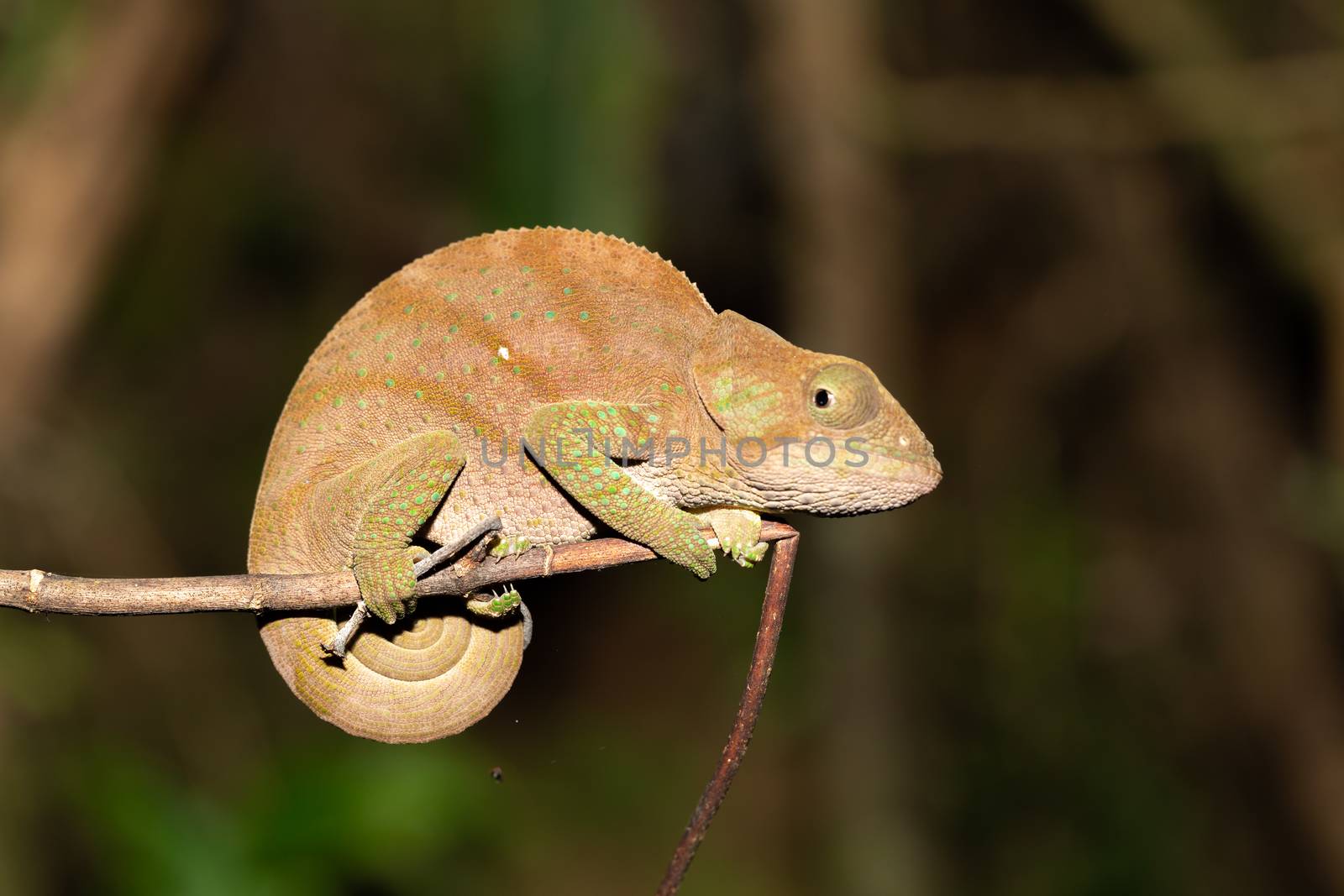 Colorful chameleon in a close-up in the rainforest in Madagascar by 25ehaag6