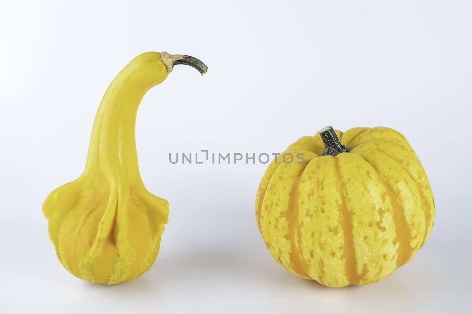 Yellow colored pumpkins on a white background by 25ehaag6