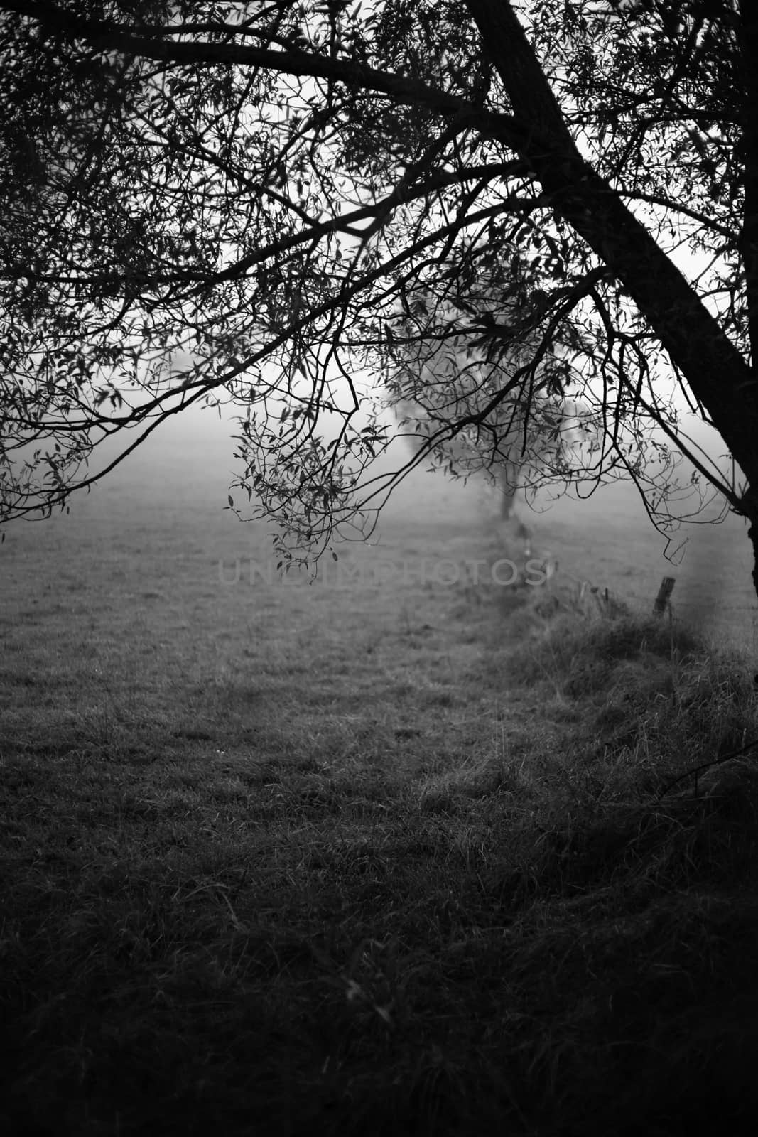 Foggy autumn morning. Black and white mystical photography