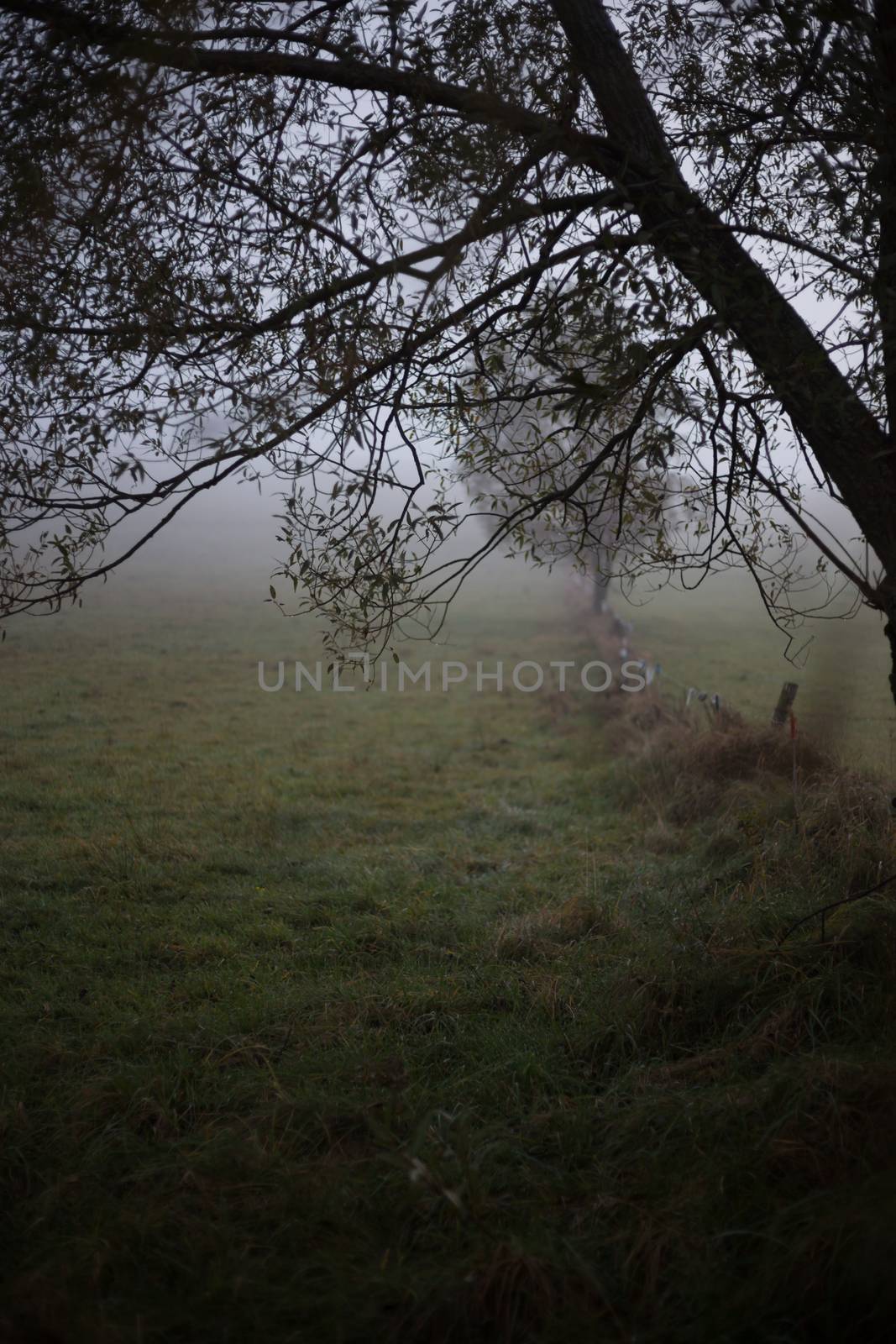 Foggy autumn morning.  Mysterious landscape with dark tree and scary mist over the meadow by ingalinder