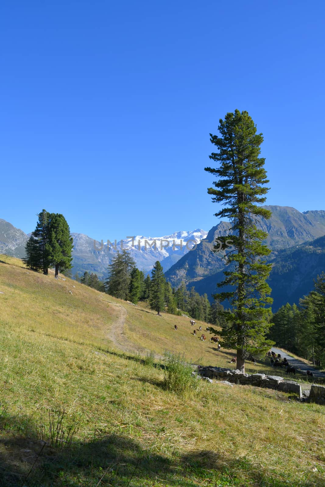 Monterosa seen from the Gressoney valley