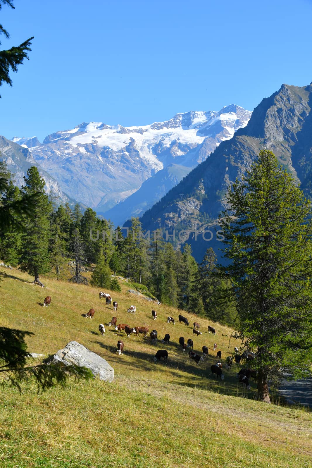 The Monterosa montain by bongia