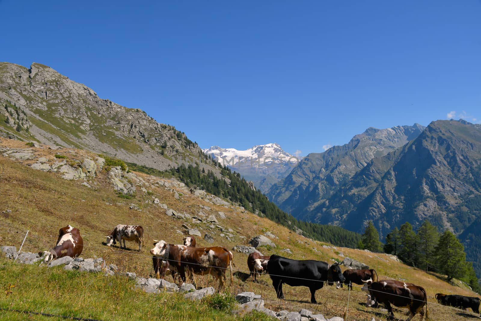 Monterosa seen from the Gressoney valley