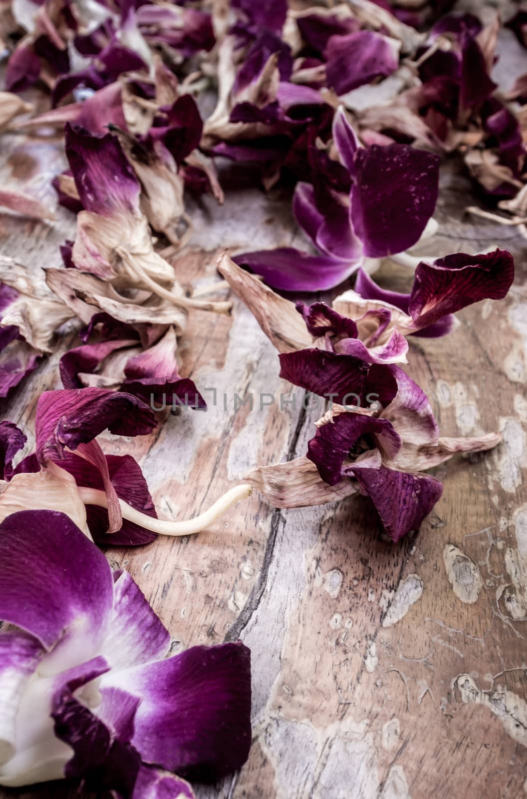 The withered orchid flower widely fall on the wooden floor