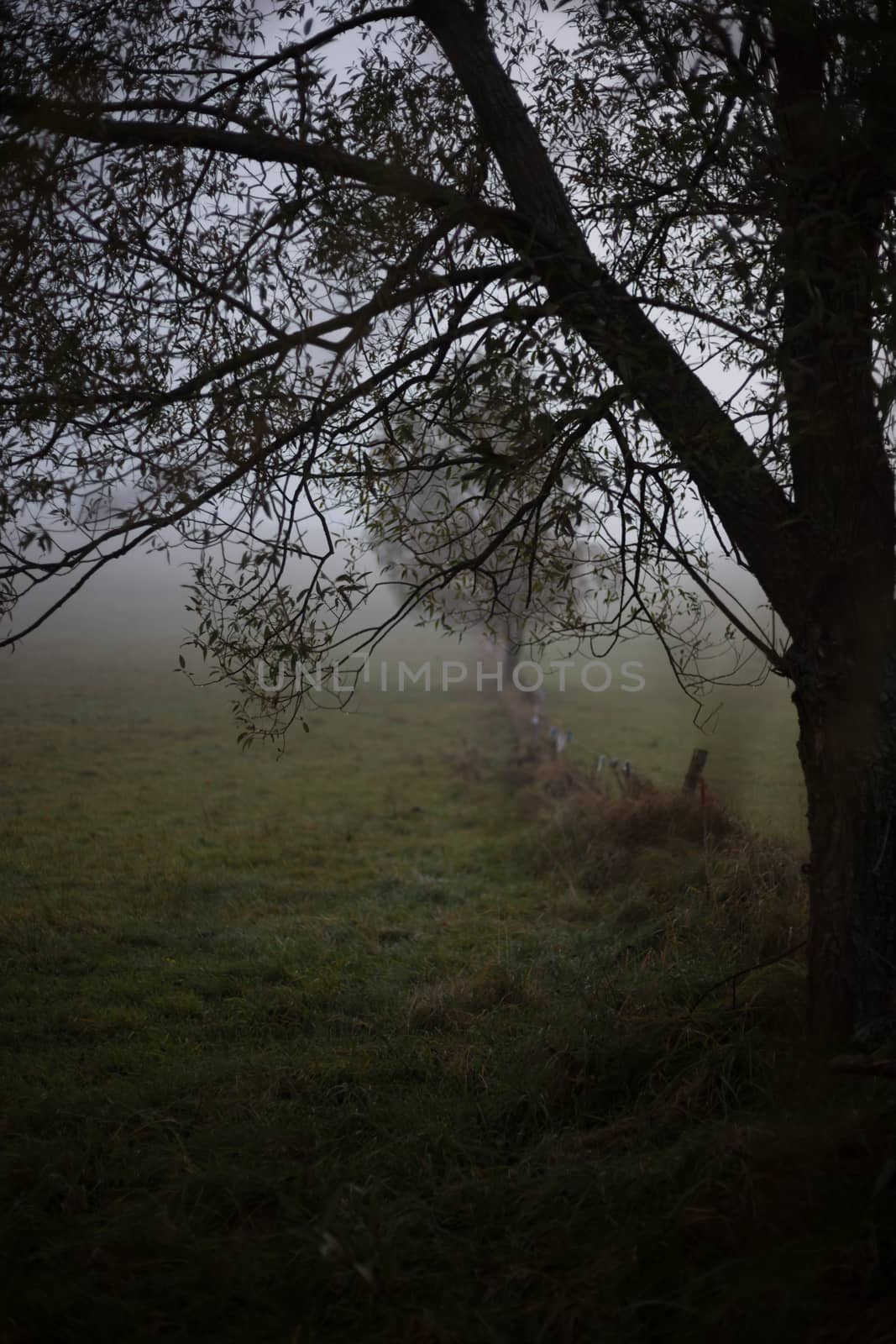 Mysterious dark autumn morning with a spooky path down the wild meadow and leafless dark tree by ingalinder