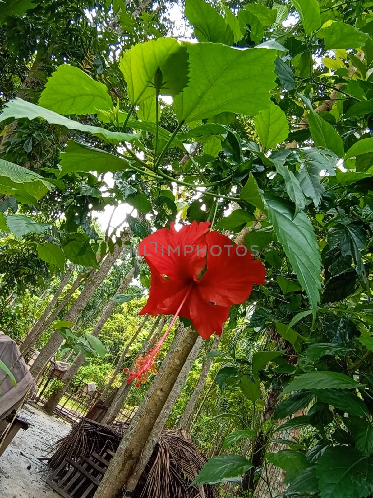 Red Color Flower With Green tree on Garden