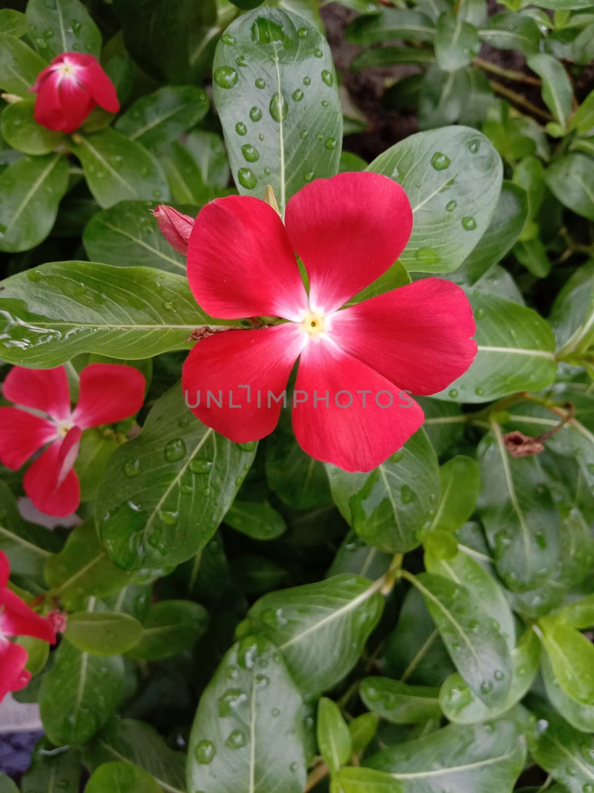 Red Color Flower With Green tree on Garden