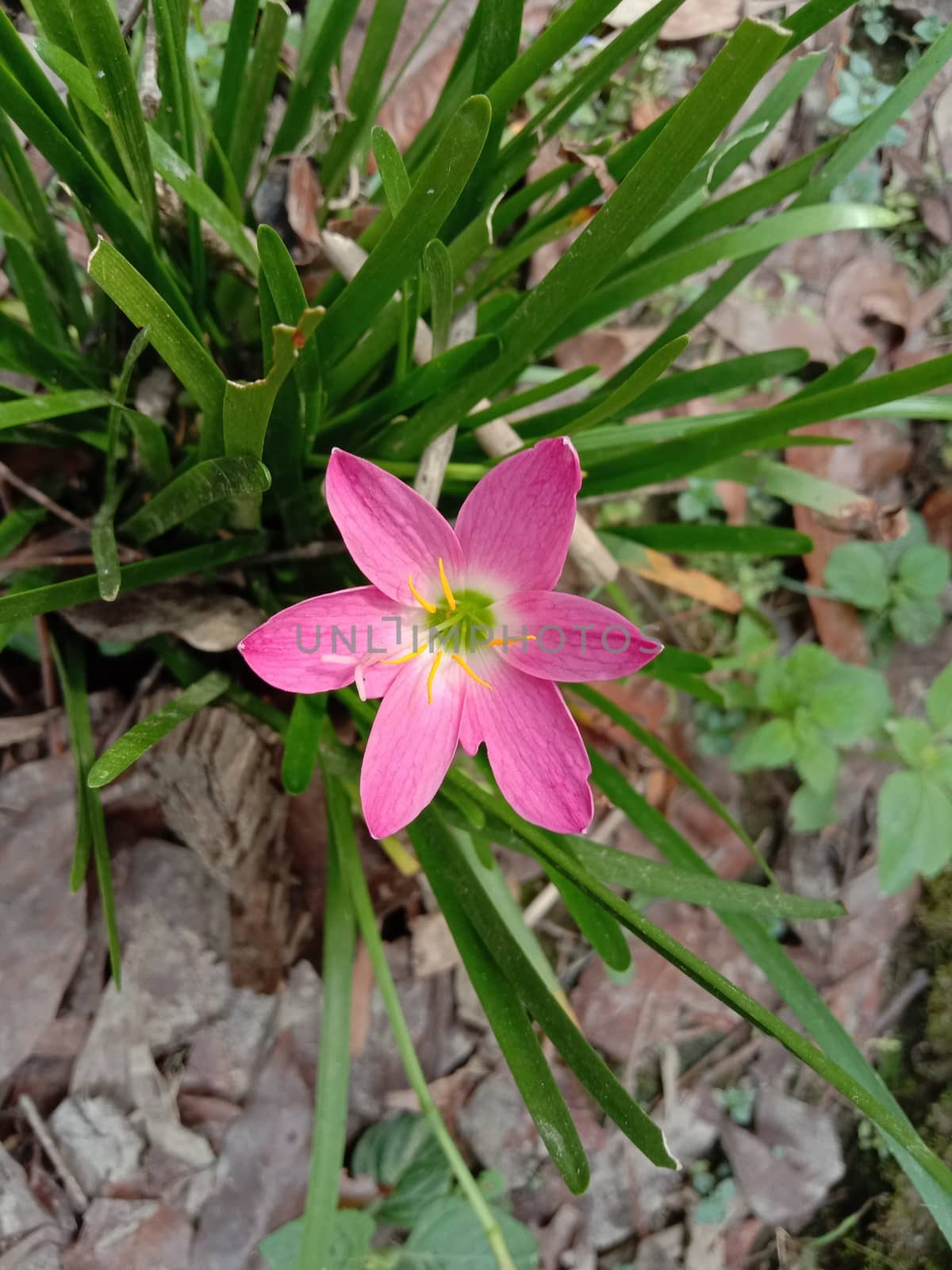 pink Color Flower With Green tree on Garden