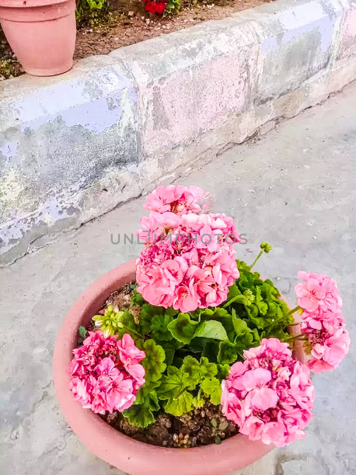 pink Color Flower With Green tree on Garden