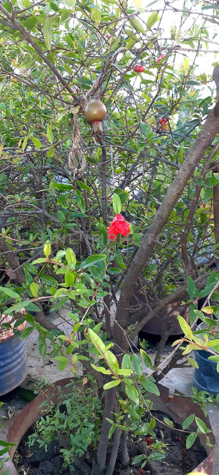 Red Color Flower With Green tree on Garden