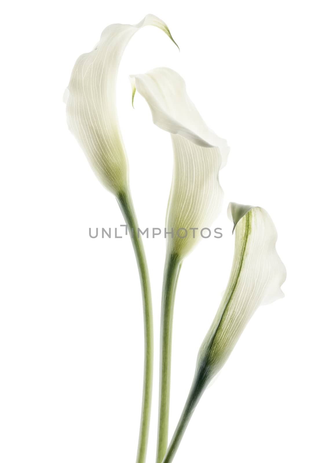 beautiful calla flowers isolated on the white background.