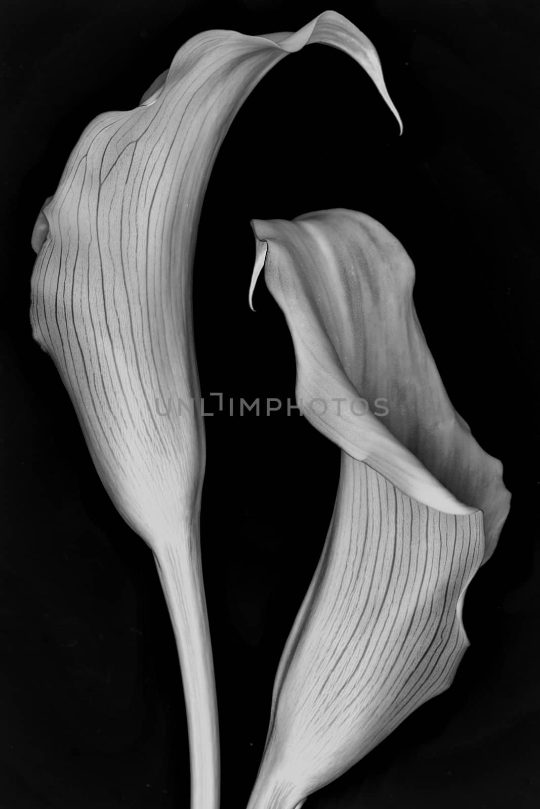 Calla lilies on black background. Monochrome image by sashokddt