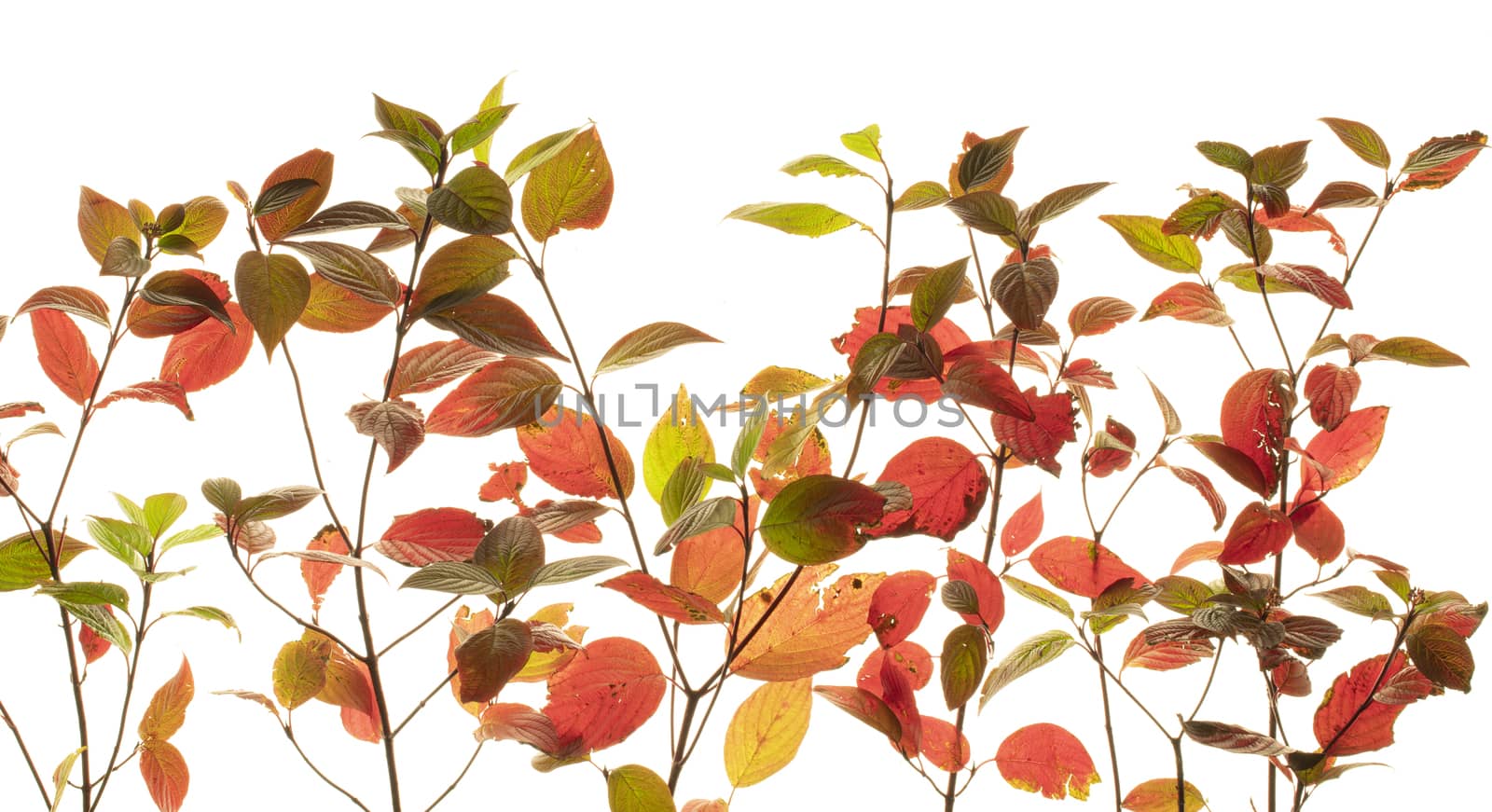pink leaves of Euonymus shrub on branch in autumn isolated on white background.