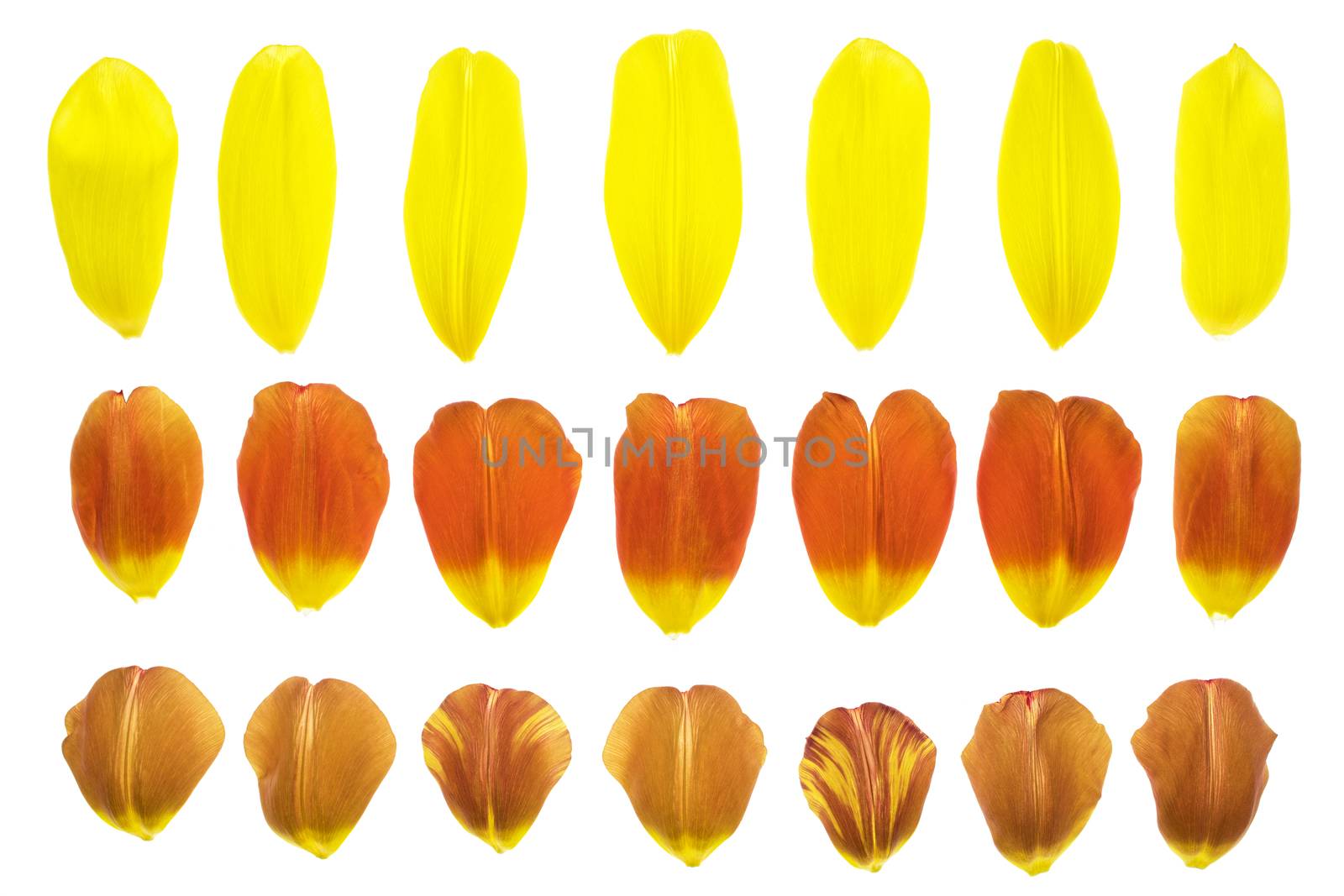 set of 12 assorted flower petals: rose, chrysanthemum and lily, carnation, magnolia.