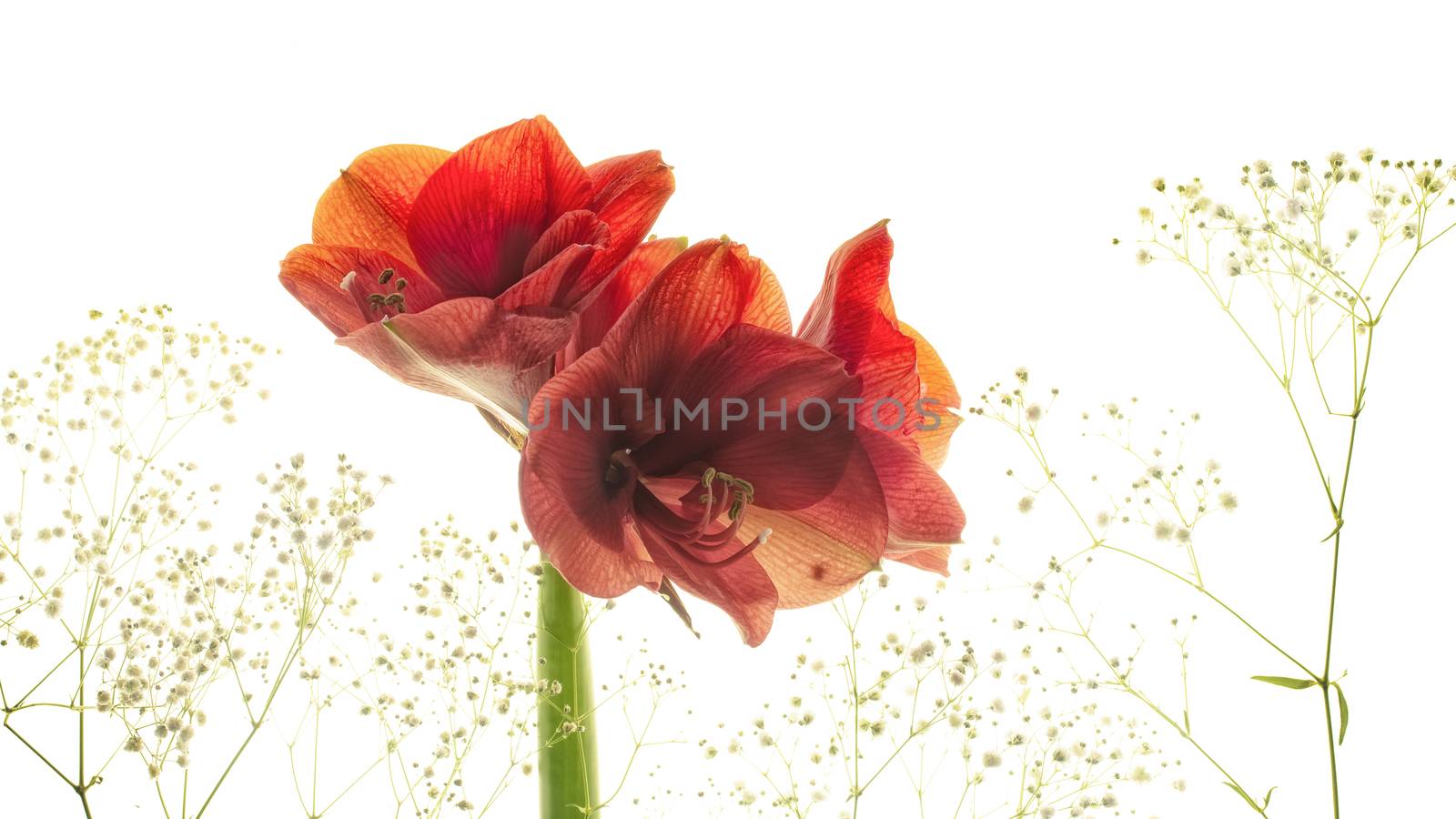 red flower amaryllis isolated on white background.