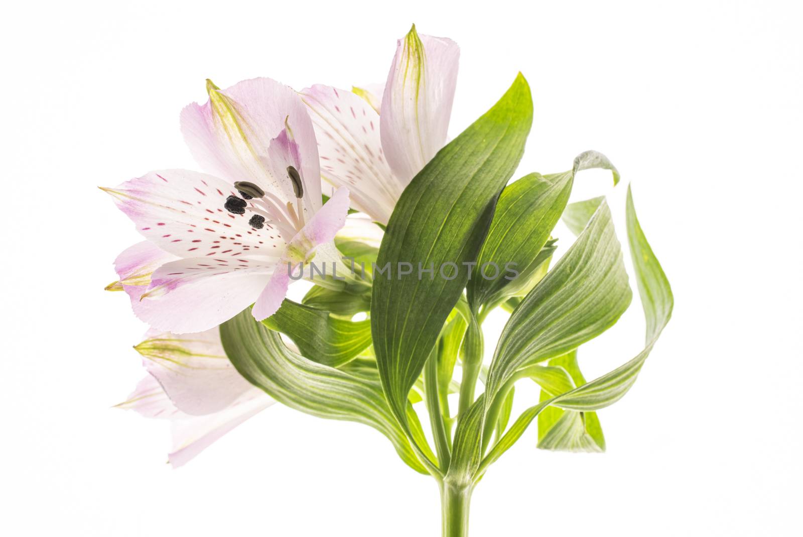 Alstroemeria flower with stamens, close-up on a white background