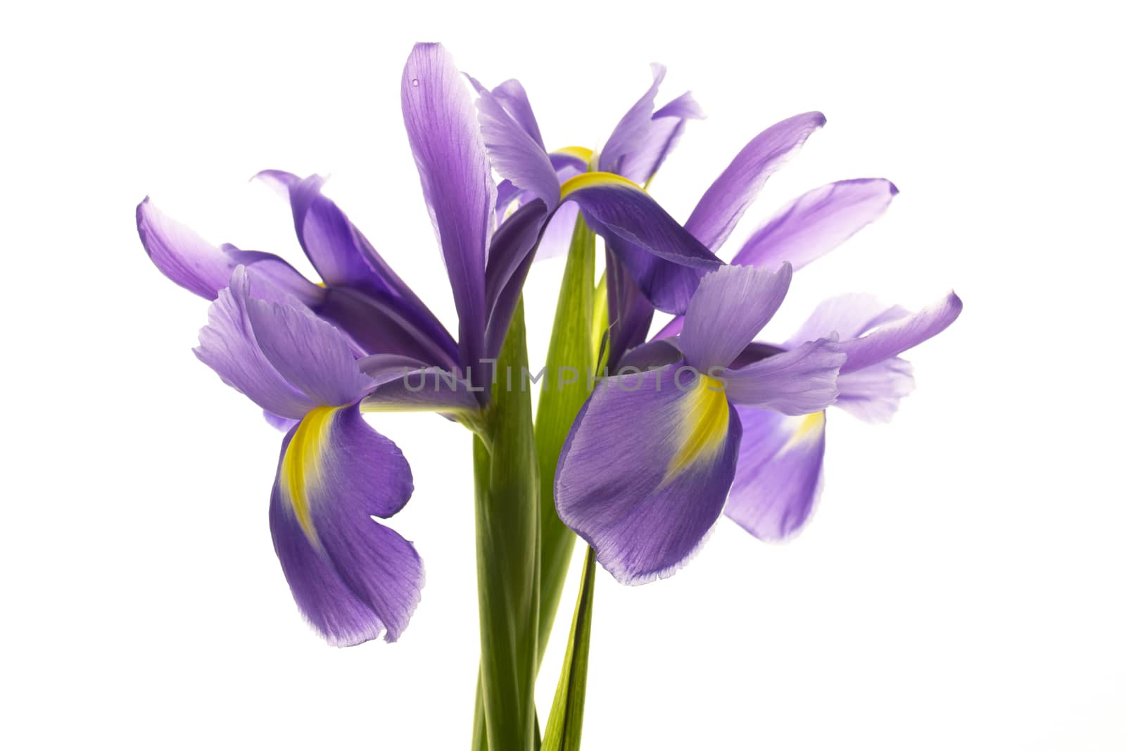 Blue irises isolated on a white background by sashokddt