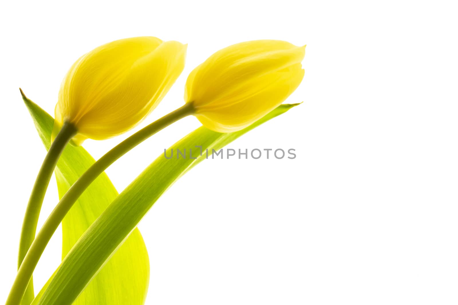 Tulips flower collection isolated on white background.