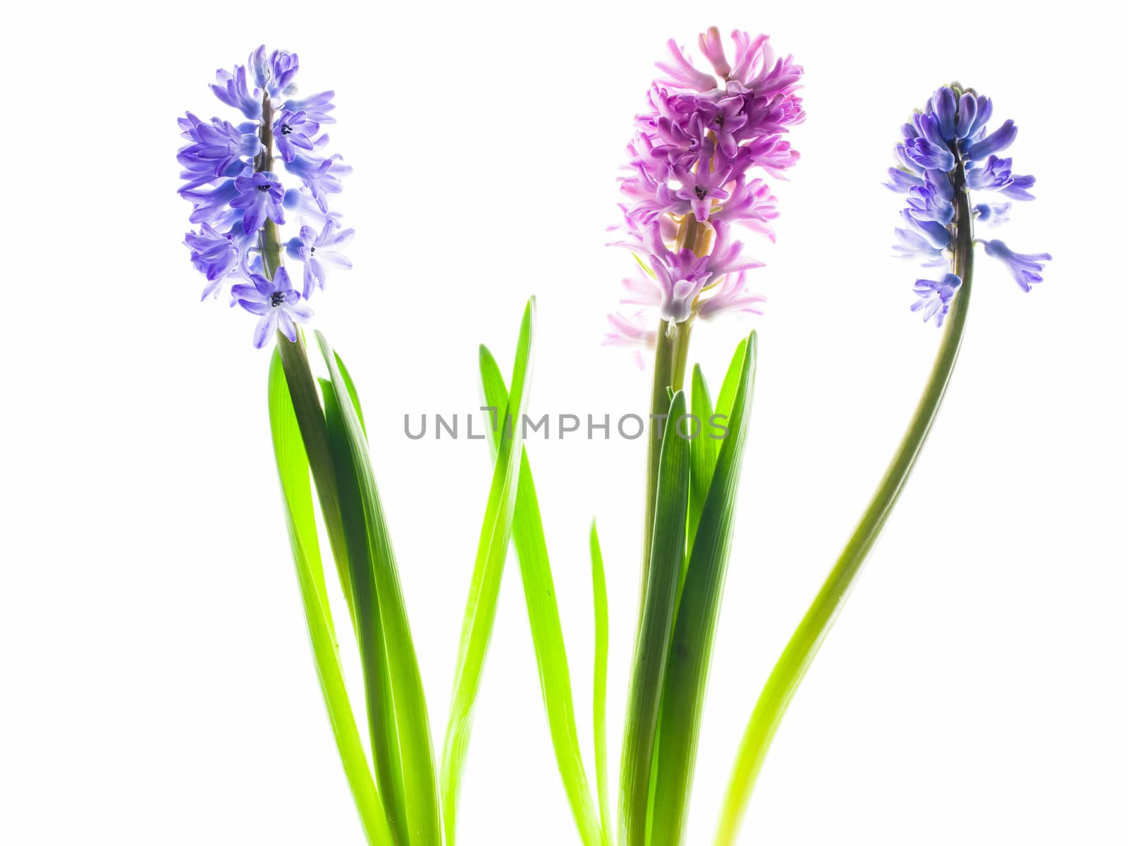 Collection hyacinth flower head isolated on a white background. Spring time. Easter holidays. Garden decoration, landscaping. Floral floristic arrangement. Flat lay, top view. by sashokddt