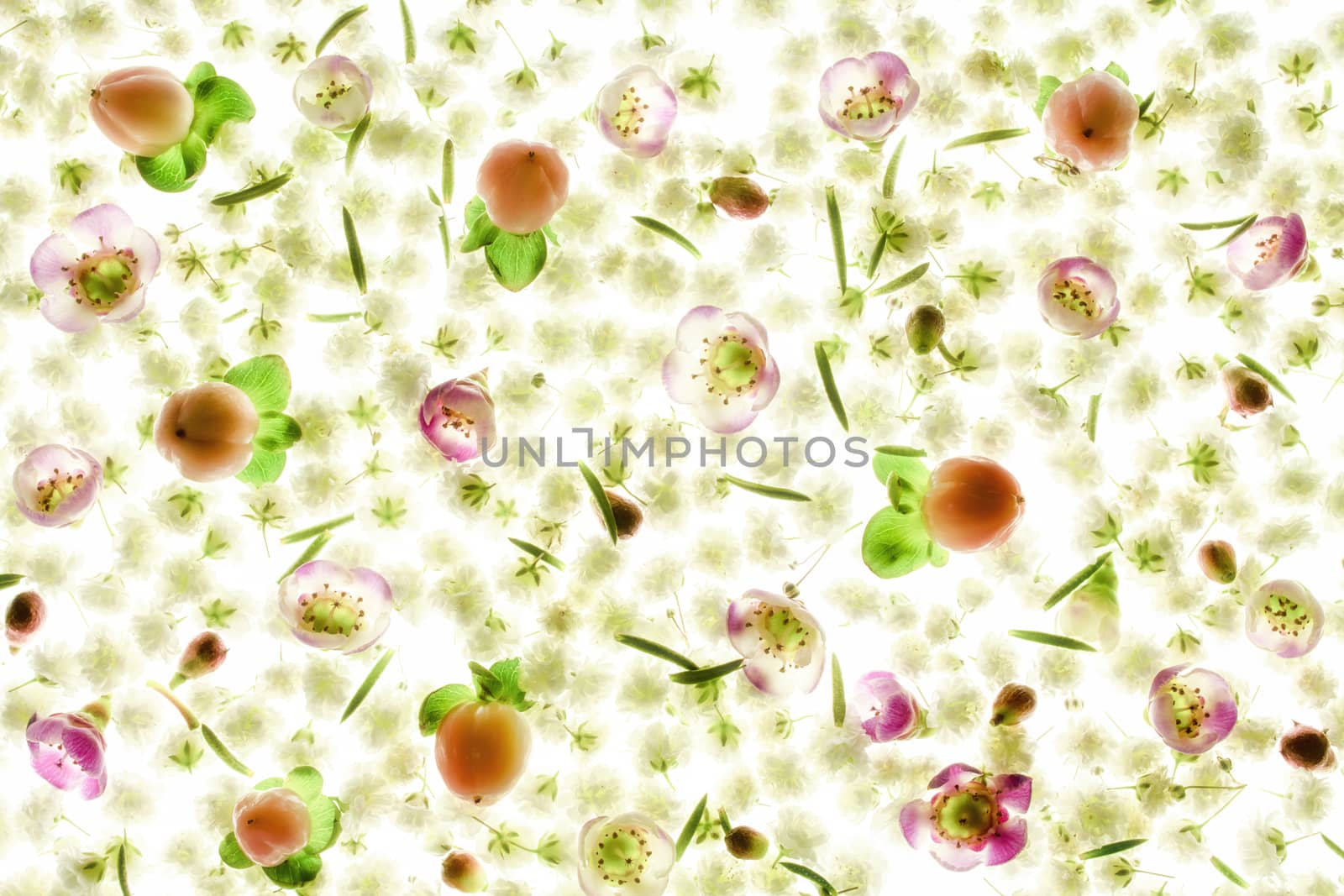 macro photo texture flowers stamens and petals.