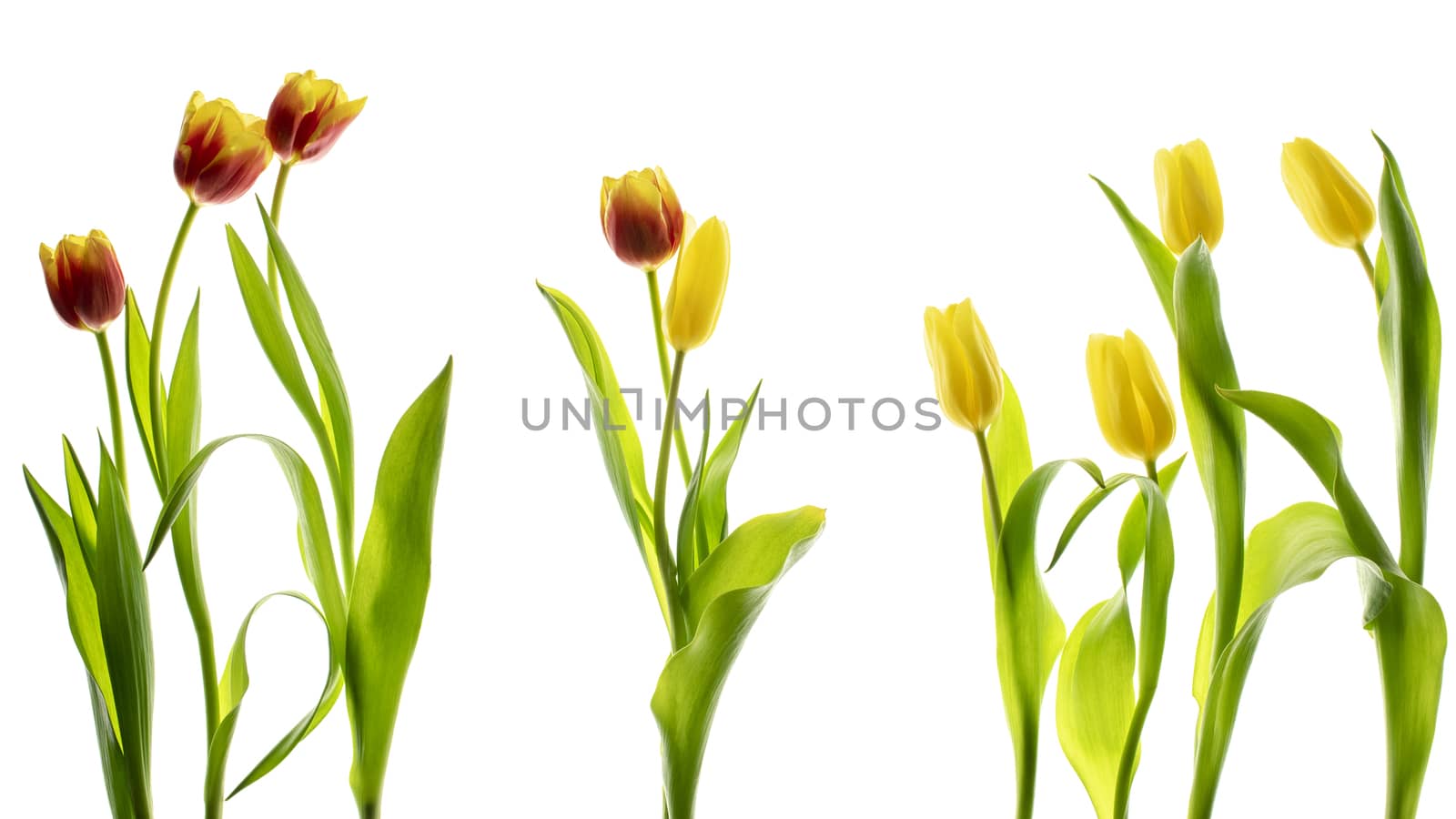 Tulips flower collection isolated on white background.