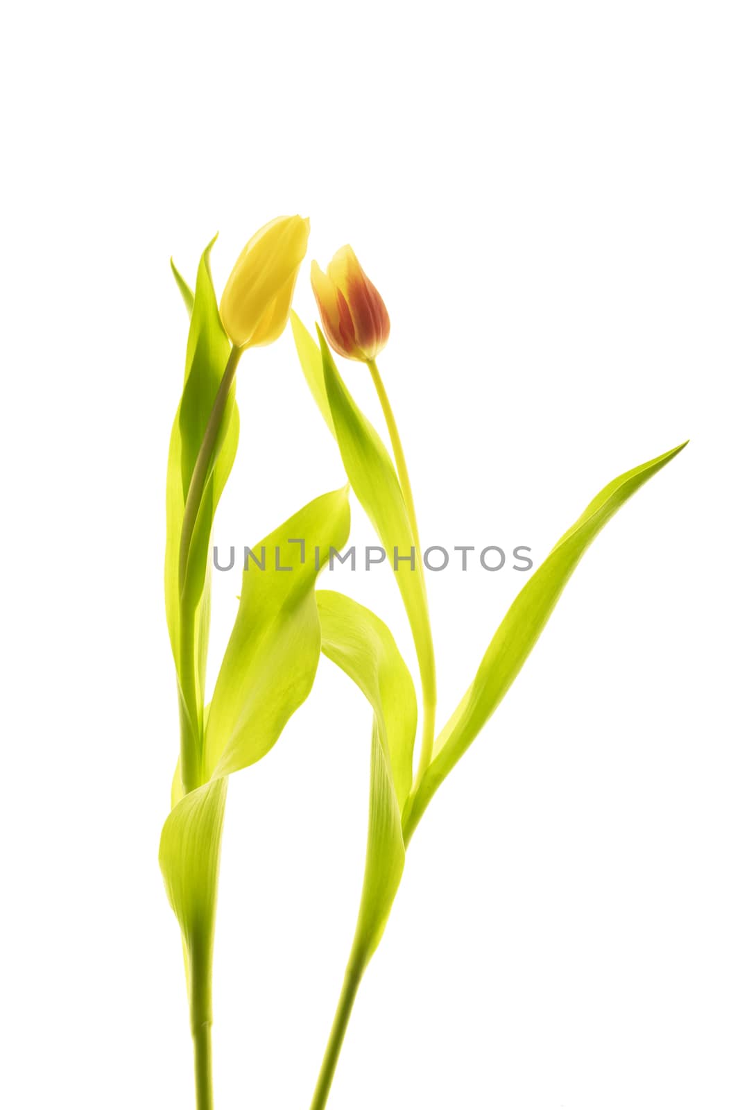 Tulips flower collection isolated on white background by sashokddt