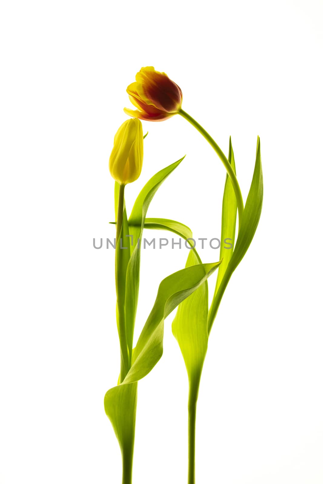 Tulips flower collection isolated on white background.