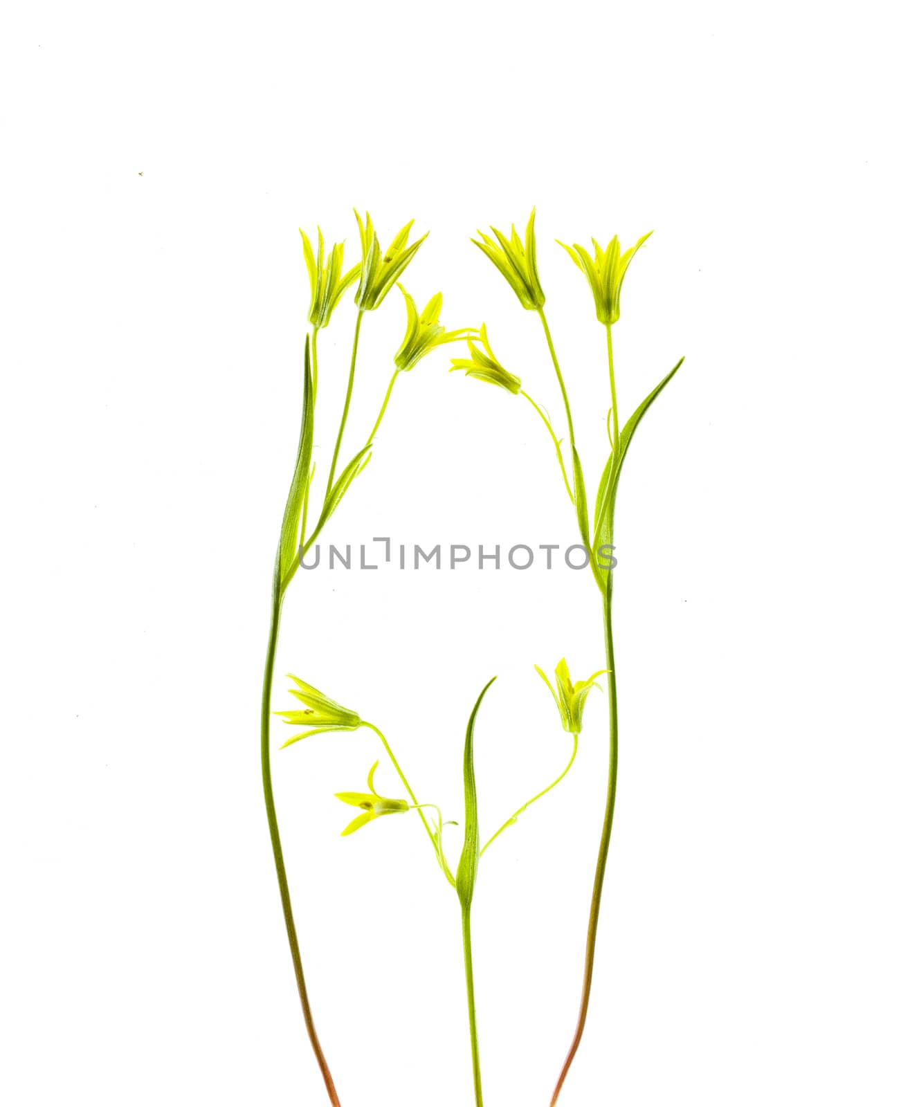 Spring floral border, beautiful fresh wild flowers, isolated on white background.