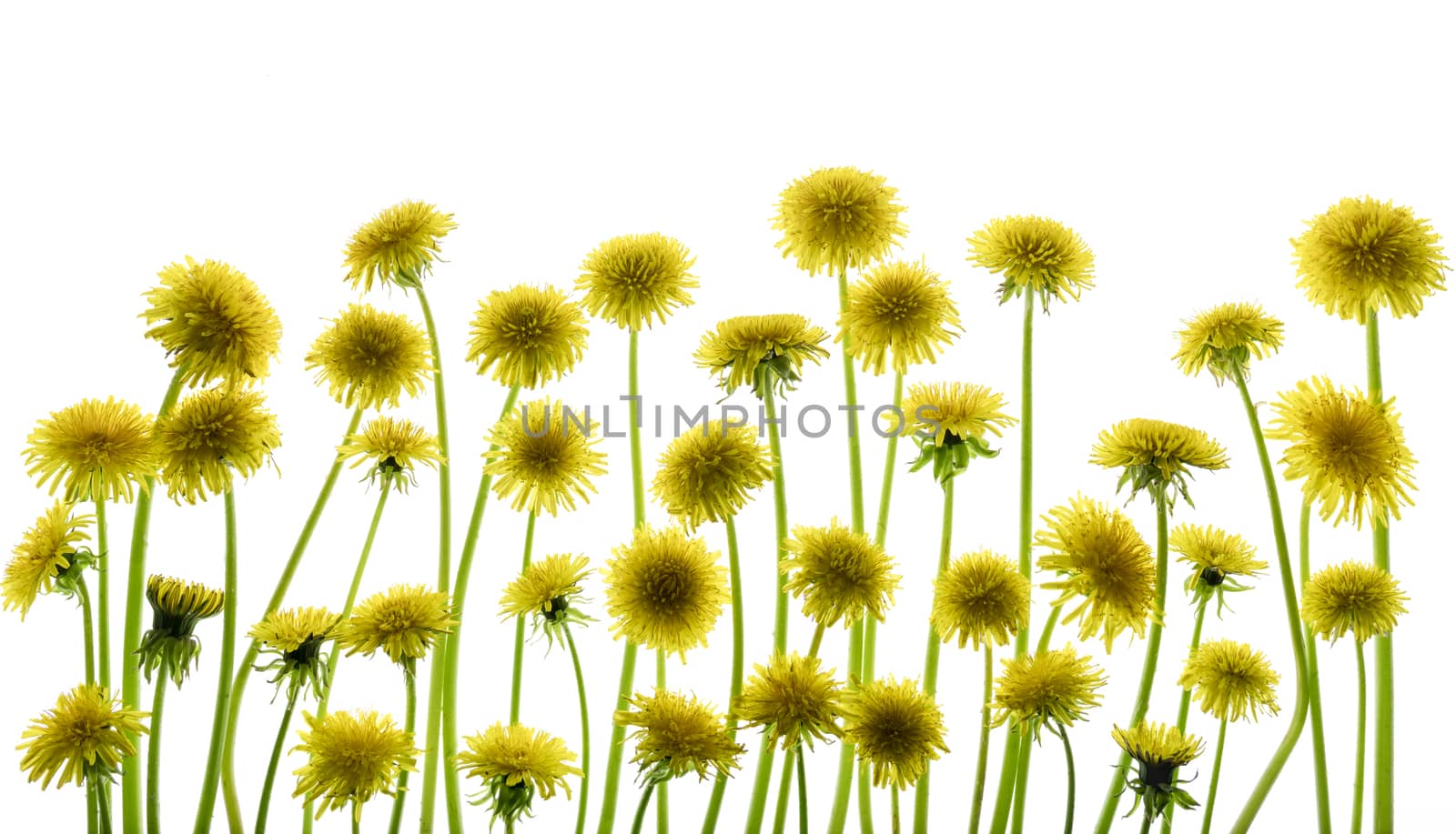 Healing plants. Dandelion isolated on white background.