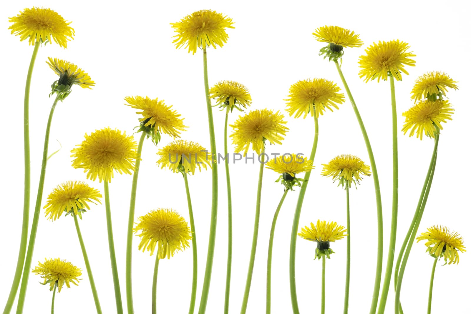 Healing plants. Dandelion isolated on white background.