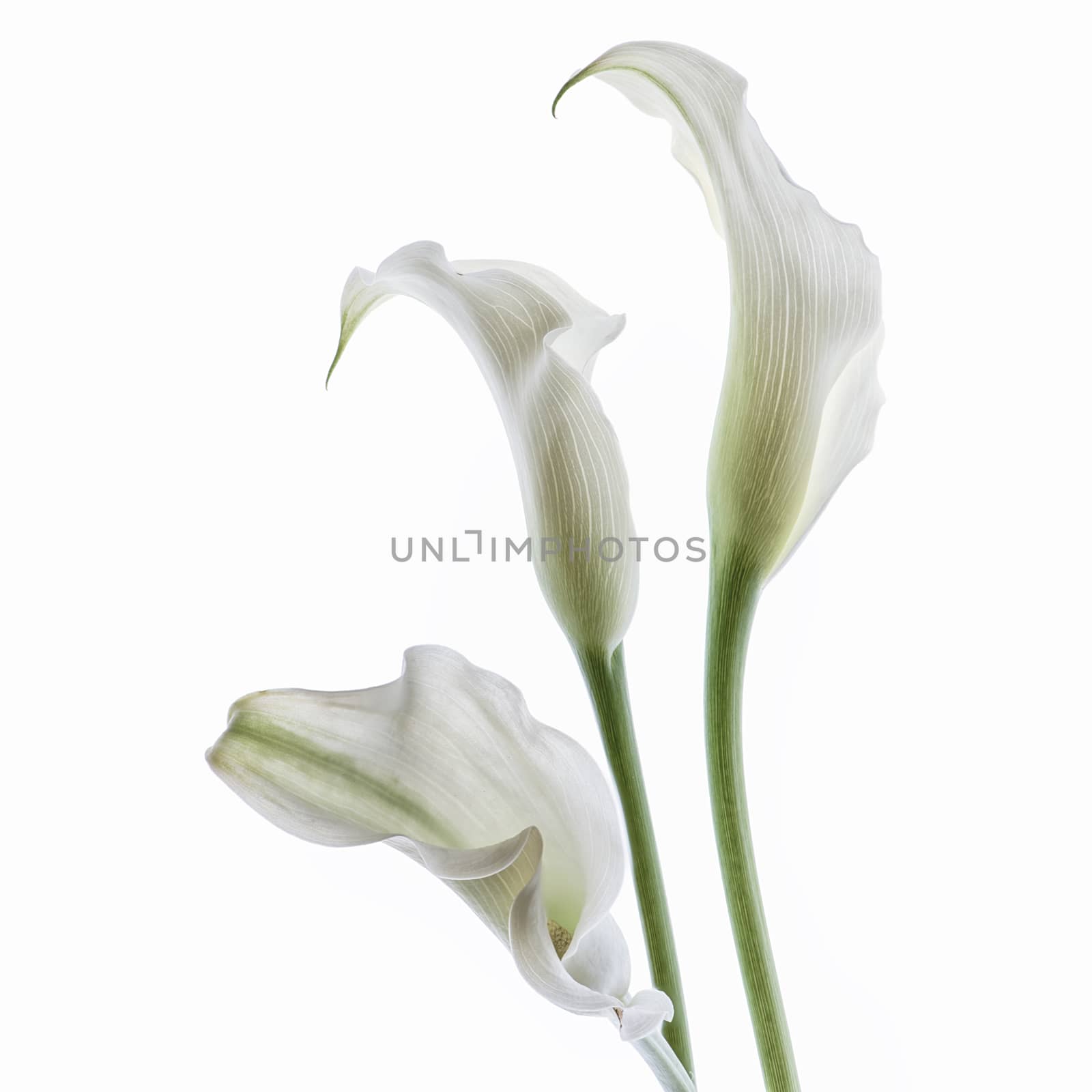 beautiful calla flowers isolated on the white background.