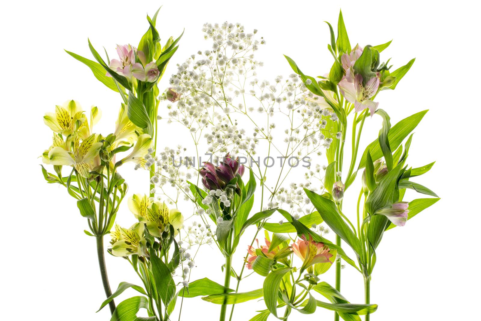 Alstroemeria flower with stamens, close-up on a white background