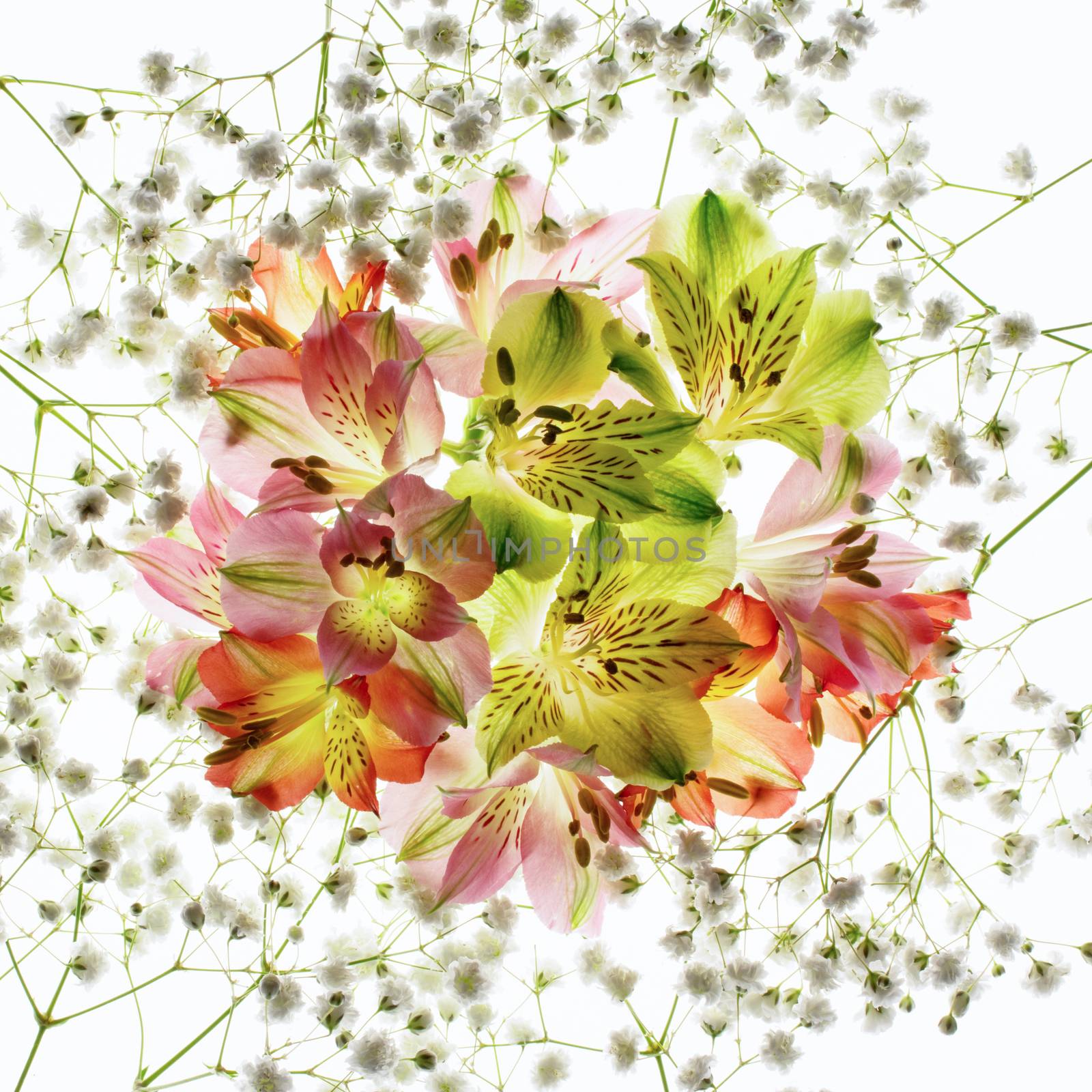 Alstroemeria flower with stamens, close-up on a white background