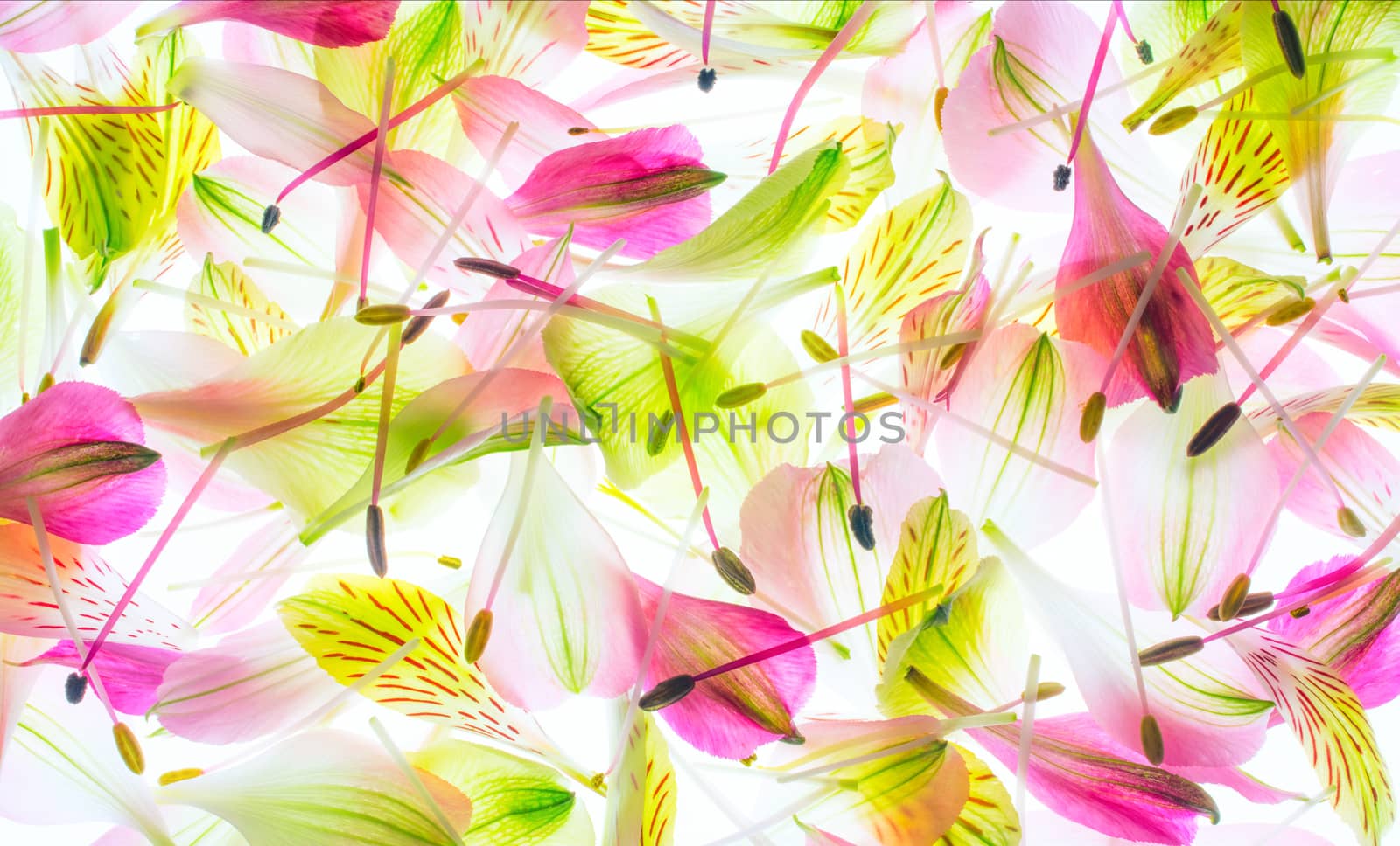macro photo texture flowers stamens and petals by sashokddt