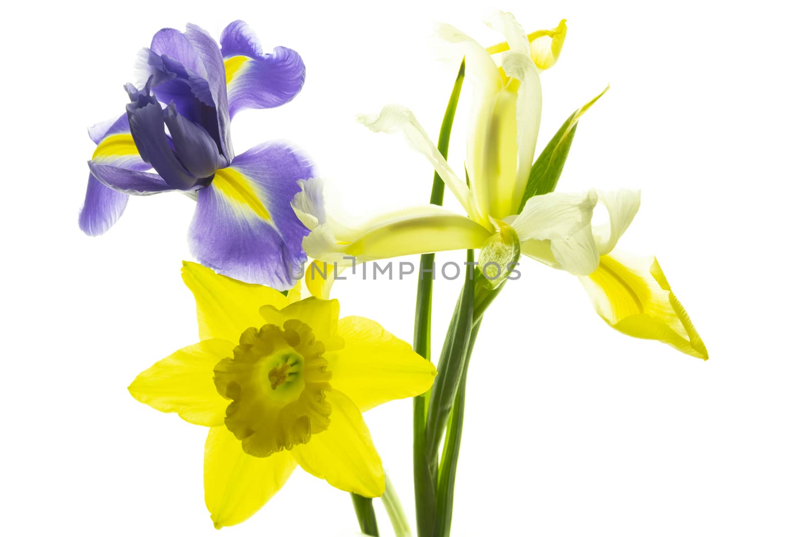 Various colorful irises isolated on a white background by sashokddt