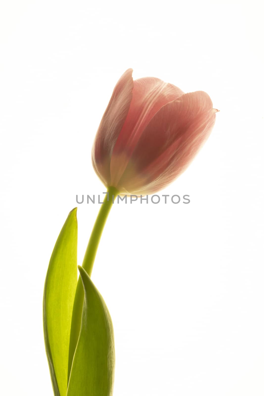 Tulips flower collection isolated on white background.