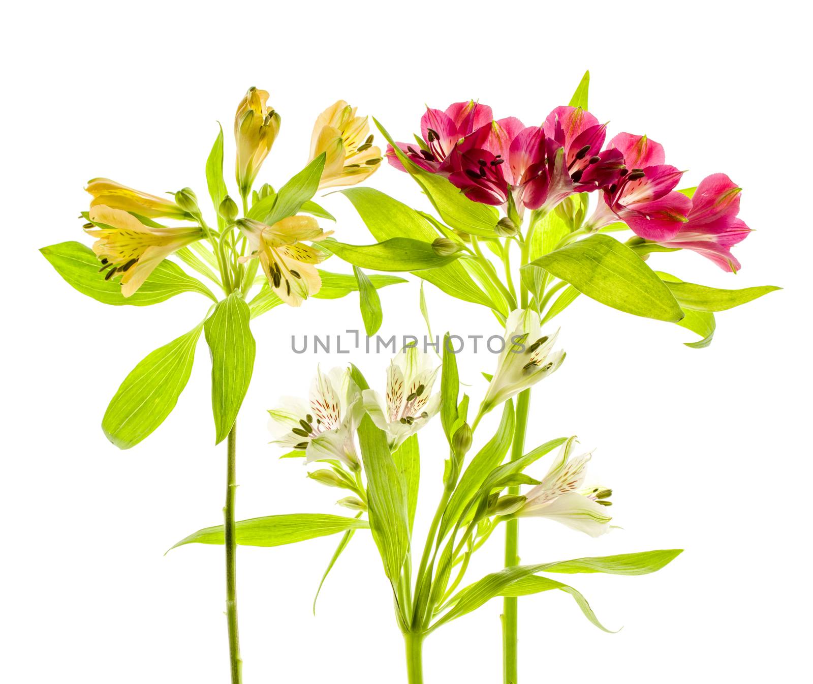 Alstroemeria flower with stamens, close-up on a white background. by sashokddt