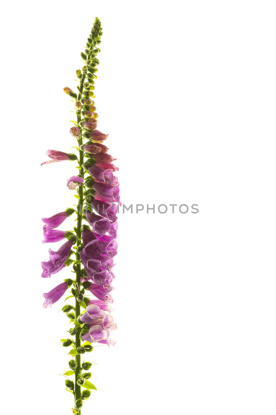Purple foxglove flowers isolated on white background by sashokddt