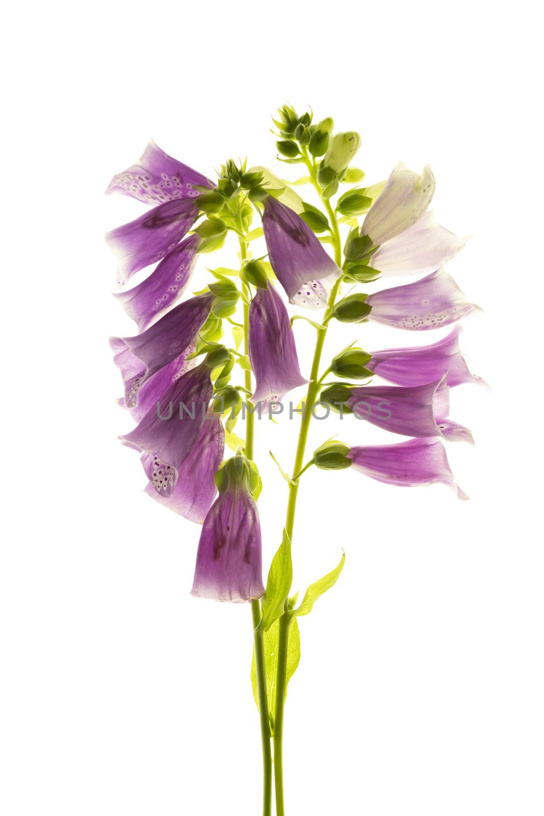 Purple foxglove flowers isolated on white background.